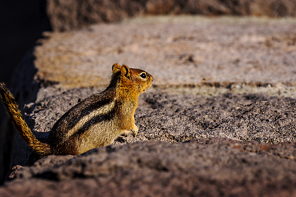 포토 JPG 해외이미지 동물 북아메리카 포유류 사람없음 야외 가로 컬러풀 한개 미국 닫기 카피스페이스 해외포토 1 컬러 모션 아메리카 공백 파일형식 이미지허브