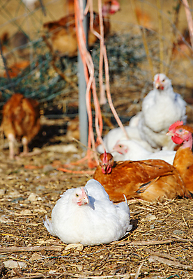 포토 JPG 해외이미지 동물 음식 밭 농업 자연 조류 주택 건강 사람없음 야외 빨간색 농장 갈색 쌓기 농사 검은색 치킨 가축 봄 시골 농부 낟알 땅 심볼 깃털 유기농 부리 수탉 내추럴 무료 밭일 수유 암탉 해외포토 직업 웰빙 계절 산업 컬러 모션 건물 닭 암컷 수컷 생태계 닭고기요리 파일형식 이미지허브