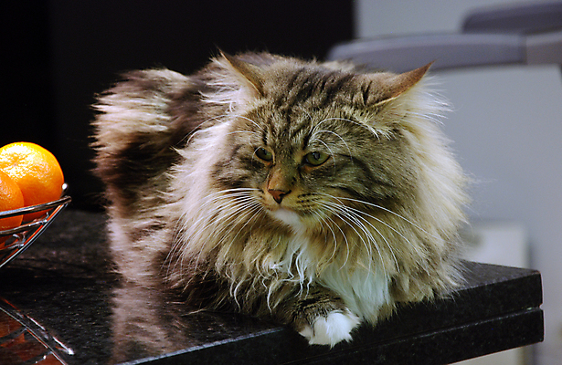 포토 JPG 해외이미지 동물 응시 공원 포유류 발 수염 주택 털 잔디 사람없음 야외 빨간색 초록색 파란색 반려동물 달리기 고양이 줄무늬 회색 흰색 꼬리 얼룩무늬 솜털 수의사 거짓말 동물상 발톱 총구 해외포토 식물 시선 공공시설 컬러 무늬 모션 건물 신체부위 조형물 의사 파일형식 이미지허브