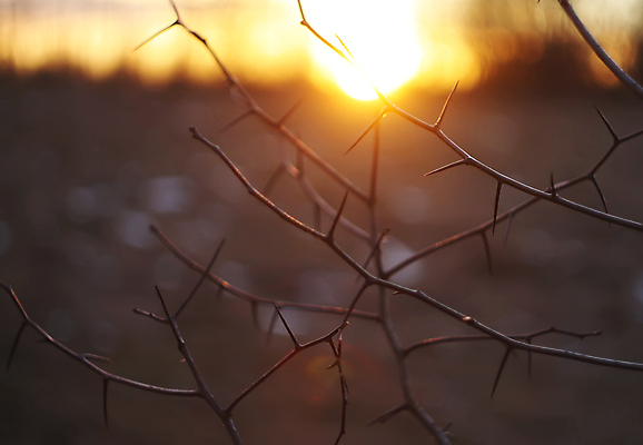 포토 JPG 해외이미지 나무 식물 계절 공원 백그라운드 밭 오렌지 자연 하늘 아침 산 사람없음 야외 목재 빛 컬러풀 햇빛 태양 노란색 일출 검은색 황혼 일몰 새벽 꿈 광선 나뭇가지 황금 저녁 장면 스카이라인 후광 내추럴 환상 수평선 해외포토 주간 자연요소 공공시설 컬러 컨셉 농업 과일 재료 노을 야간 생태계 파일형식 이미지허브