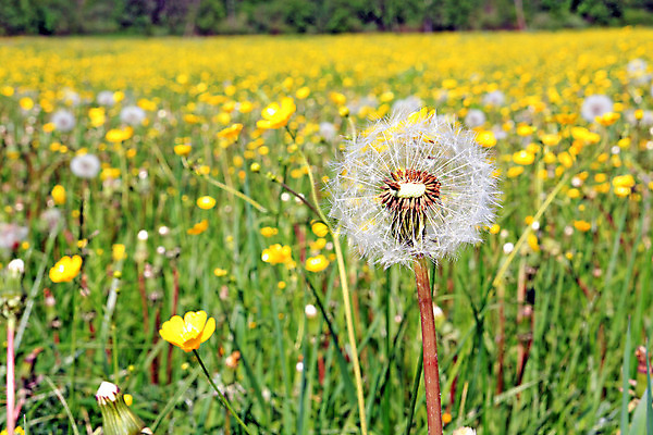 포토 JPG 해외이미지 주간 꽃밭 사람없음 야외 아웃포커스 민들레 민들레홀씨 해외포토 자연요소 꽃 촬영기법 파일형식 이미지허브