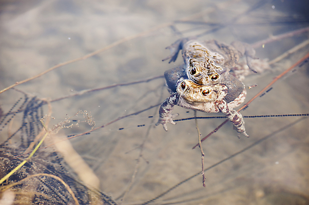 포토 JPG 해외이미지 동물 여자 남자 유럽 호수 야생동물 자연 개구리 양서류 사람없음 물 갈색 환경 계란 젖음 관찰 연못 스웨터 서식지 두꺼비 짝짓기 동물상 울퉁불퉁 못생김 해외포토 자연요소 나라 컬러 상의 모션 사람 조형물 알 생태계 파일형식 이미지허브