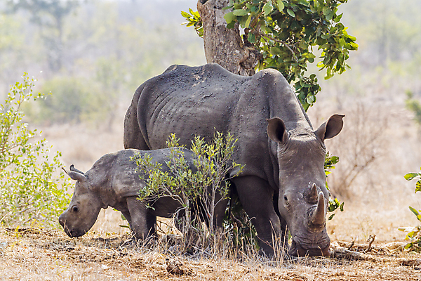 포토 JPG 해외이미지 동물 여자 야생동물 2 포유류 아프리카 자연 엄마 국립공원 사람없음 가로 보호 결합 사파리 남아프리카 보호구역 해외포토 멸종위기종 공원 나라 컨셉 가족 사람 생태계 구역 파일형식 이미지허브