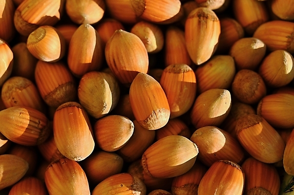 포토 JPG 해외이미지 계절 음식 백그라운드 다이어트 과일 재료 자연 벽지 건강 씨앗 사람없음 갈색 쌓기 견과류 껍질 흰색 신선 그룹 맛 숲 묘사 유기농 질감 알맹이 날것 흙더미 건강식 내추럴 개암나무 단백질 식용 채식주의자 헤이즐넛 개암 비건 해외포토 나무 식물 웰빙 열매 컬러 컨셉 모션 흙 생태계 채식 영양소 파일형식 더미 이미지허브