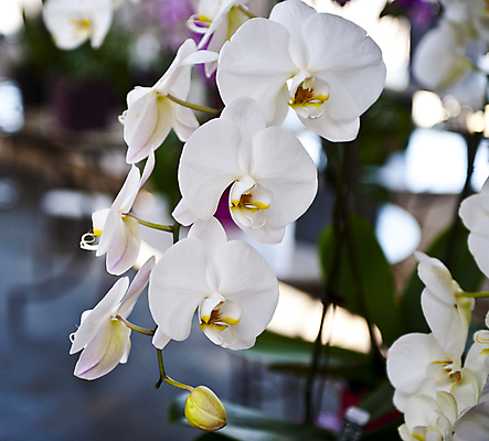 포토 JPG 해외이미지 식물 기념일 꽃잎 꽃 결혼 백그라운드 자연 발렌타인데이 사랑 사람없음 장식 뷰티 낭만 흰색 축하 생일 개화 난초 우아함 허브 엽서 아로마 내추럴 이국적 파스텔톤 해외포토 감정 컬러 컨셉 데이이벤트 이벤트 편지 생태계 파일형식 이미지허브