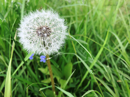 포토 JPG 해외이미지 주간 꽃 사람없음 야외 민들레 민들레홀씨 해외포토 자연요소 식물 파일형식 이미지허브