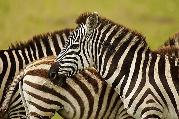 포토 JPG 해외이미지 야생동물 포유류 아프리카 흑백 국립공원 사람없음 가로 줄무늬 얼룩말 케냐 사바나 해외포토 동물 공원 나라 무늬 촬영기법 말_동물 파일형식 이미지허브