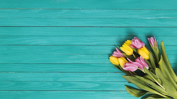 포토 JPG 해외이미지 실내 사람없음 하이앵글 튤립 파란배경 카피스페이스 해외포토 꽃 뷰포인트 백그라운드 내부 파란색 공백 파일형식 이미지허브