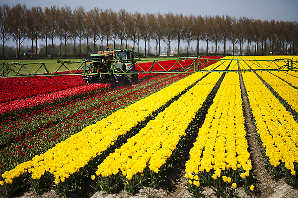 포토 JPG 해외이미지 주간 꽃밭 사람없음 야외 튤립 시골 해외포토 자연요소 꽃 파일형식 이미지허브