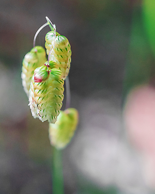 포토 JPG 해외이미지 사람없음 야외 초록색 노란색 평화 보라색 침묵 호주 숲 밀 부드러움 단아함 해외포토 컬러 컨셉 곡류 소리 감각 오세아니아 파일형식 이미지허브