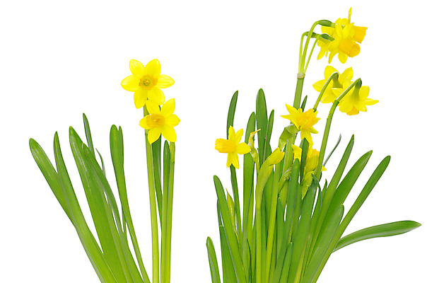 포토 JPG 해외이미지 꽃 여러송이 실내 사람없음 수선화 해외포토 식물 다수 내부 파일형식 이미지허브