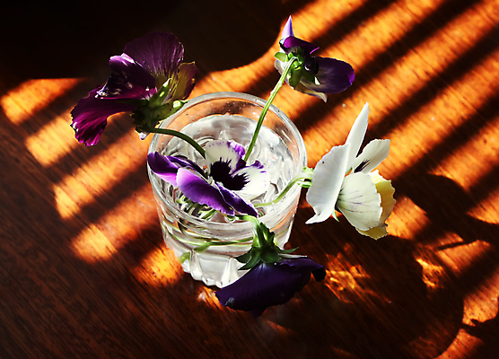 포토 JPG 해외이미지 식물 계절 꽃잎 꽃 꽃다발 백그라운드 잎 꽃무늬 패턴 밭 농업 자연 유리 선물 사람없음 야외 장식 컬러풀 뷰티 정원 보라색 활발 성장 벚꽃 화려 개화 선택 자르기 배열 시골집 원예 내추럴 해외포토 산업 컬러 컨셉 무늬 모션 재질 주택 취미 생태계 파일형식 이미지허브