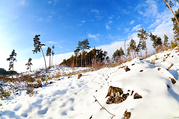 포토 JPG 해외이미지 나무 구름 계절 겨울 자연 하늘 풍경 사람없음 야외 파란색 빛 햇빛 맑음 추위 흰색 시골 소나무 숲 모래언덕 언덕 네덜란드 가문비나무 해외포토 자연요소 식물 유럽 컬러 날씨 태양 생태계 파일형식 이미지허브