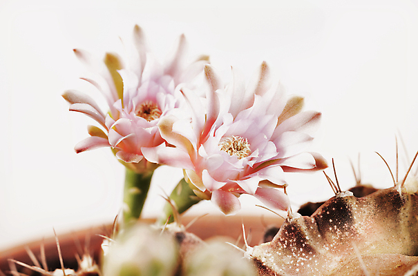 포토 JPG 해외이미지 스튜디오촬영 식물 계절 꽃 화초 백그라운드 꽃무늬 자연 선인장 사람없음 정원 성장 벚꽃 가시 묘사 흰배경 카피스페이스 해외포토 무늬 실내 공백 흰색 생태계 파일형식 이미지허브