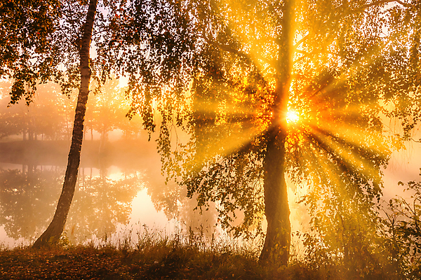 포토 JPG 해외이미지 나무 자연 사람없음 야외 강 햇빛 태양 일몰 해외포토 자연요소 식물 노을 생태계 파일형식 이미지허브