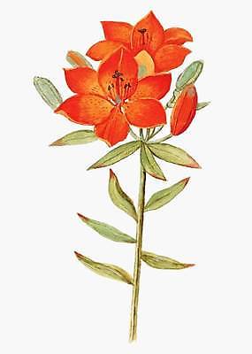 EPS 해외이미지 식물 줄기 잎 일러스트 사람없음 빨간색 빈티지 꽃봉오리 릴리 해외일러스트 꽃 컬러 컨셉 파일형식 벡터 이미지허브