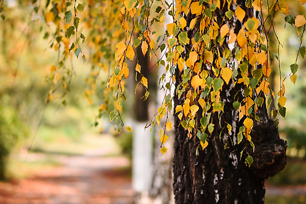 포토 JPG 해외이미지 나무 식물 계절 공원 꽃 백그라운드 잎 꽃무늬 오렌지 자연 추상 따뜻함 미술 사람없음 야외 목재 초록색 빛 컬러풀 태양 노란색 환경 맑음 벚꽃 나뭇가지 시골 신선 변화 황금 숲 9월 질감 자작나무 10월 내추럴 해외포토 자연요소 공공시설 컬러 컨셉 무늬 과일 재료 날씨 문화예술 날짜 생태계 파일형식 이미지허브