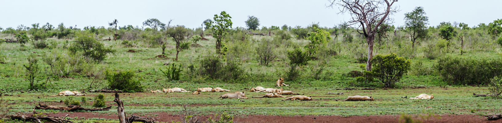 포토 JPG 해외이미지 동물 야생동물 포유류 아프리카 자연 휴식 파노라마 국립공원 사람없음 눕기 고양이 그룹 황무지 보호 군중 사자 사파리 남아프리카 보호구역 암사자 해외포토 공원 나라 컨셉 모션 촬영기법 사람 반려동물 암컷 생태계 구역 파일형식 이미지허브