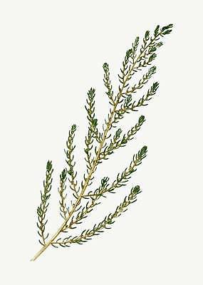 EPS 해외이미지 식물 줄기 잎 일러스트 사람없음 덩굴 해외일러스트 파일형식 벡터 이미지허브