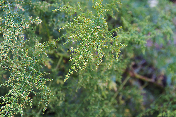 포토 JPG 해외이미지 식물 꽃 잎 건강 씨앗 사람없음 약 나뭇가지 황금 약초 허브 내추럴 알레르기 투입 해외포토 나무 의학 모션 풀_식물 질병 파일형식 이미지허브