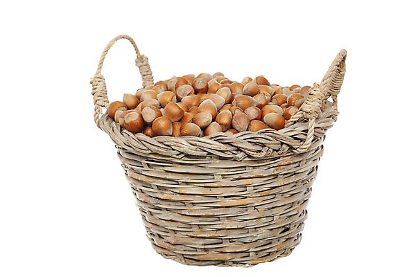 포토 JPG 해외이미지 음식 과일 사람없음 갈색 견과류 껍질 흰배경 어려움 헤이즐넛 개암 해외포토 열매 컬러 백그라운드 흰색 파일형식 이미지허브