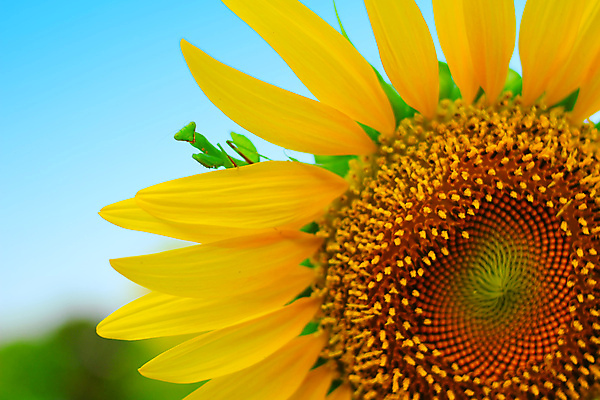 포토 JPG 해외이미지 식물 동물 1 꽃잎 꽃 곤충 백그라운드 잎 꽃무늬 오렌지 자연 하늘 해바라기 안테나 씨앗 사람없음 야외 초록색 파란색 컬러풀 농장 노란색 정원 맑음 점프 성장 벚꽃 시골 원형 개화 벌레 유기농 꽃가루 메뚜기 내추럴 해외포토 도형 웰빙 컬러 무늬 농업 과일 통신 모션 날씨 가루 생태계 파일형식 이미지허브