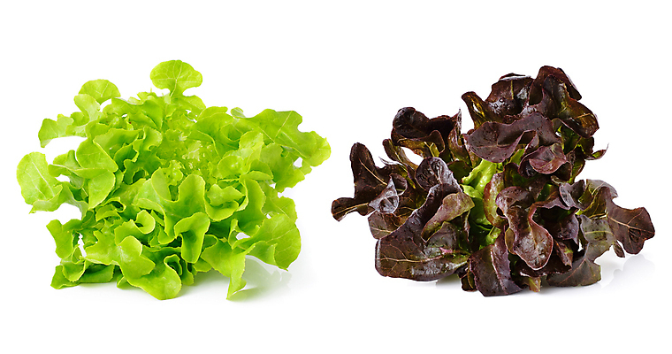 포토 JPG 해외이미지 잡화 음식 백그라운드 잎 다이어트 채소 재료 건강 사람없음 빨간색 초록색 활발 샐러드 젖음 흰색 신선 상추 다발 먹기 흰배경 유기농 날것 칼로리 비타민 고립 채식주의자 해외포토 식물 웰빙 컬러 컨셉 모션 채식 영양소 파일형식 이미지허브