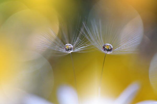포토 JPG 해외이미지 주간 근접촬영 사람없음 야외 아웃포커스 물방울 민들레 보케 민들레홀씨 빛망울 해외포토 자연요소 꽃 뷰포인트 촬영기법 빛 파일형식 이미지허브