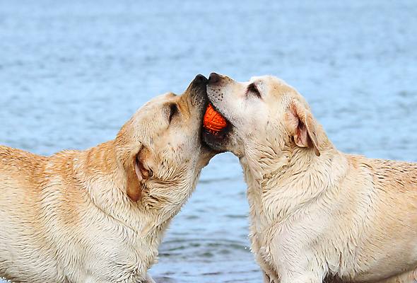 포토 JPG 해외이미지 응시 행복 모래 파도 바다 오렌지 공 하늘 해변 사람없음 반려동물 태양 노란색 귀여움 맑음 흰색 황금 개 리트리버 래브라도리트리버 창백 기르기 유래 해외포토 자연요소 동물 시선 감정 컬러 컨셉 과일 포유류 날씨 돌봄 파일형식 이미지허브