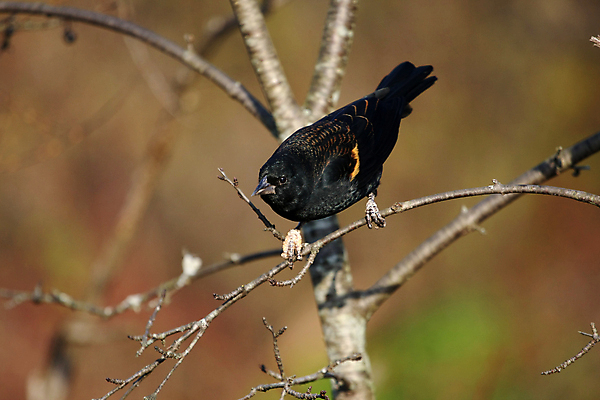 포토 JPG 해외이미지 나무 공원 여자 남자 야생동물 날개 오렌지 자연 조류 앉기 사람없음 야외 빨간색 여름 노란색 보라색 검은색 봄 나뭇가지 습지 깃털 꼬리 부리 계산서 뒤뜰 해외포토 식물 동물 계절 공공시설 컬러 과일 모션 사람 생태계 파일형식 이미지허브