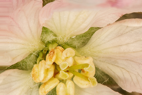 포토 JPG 해외이미지 돋보기 씨앗 사람없음 봄 벚꽃 원형 확대 작음 수분 꽃가루 해외포토 도형 식물 계절 꽃 크기 가루 파일형식 이미지허브