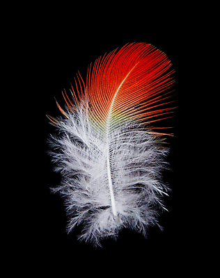 포토 JPG 해외이미지 백그라운드 날개 조류 사람없음 빨간색 컬러풀 검은색 흰색 심볼 깃털 오브젝트 싱글 앵무새 부드러움 고립 단아함 해외포토 동물 컬러 감각 파일형식 이미지허브