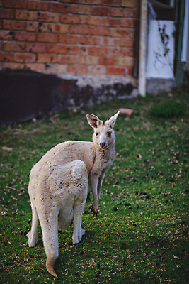 포토 JPG 해외이미지 동물 야생동물 백그라운드 포유류 자연 휴식 털 따뜻함 동물원 사람없음 야외 회색 흰색 아기 잠 호주 꼬리 위치 캥거루 동쪽 동물상 해외포토 컬러 컨셉 사람 조형물 오세아니아 방향 생태계 파일형식 이미지허브