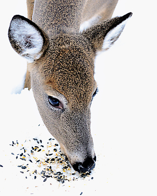 포토 JPG 해외이미지 주간 야생동물 겨울 사슴 근접촬영 사람없음 야외 먹이 먹기 해외포토 자연요소 동물 계절 뷰포인트 포유류 모션 파일형식 이미지허브