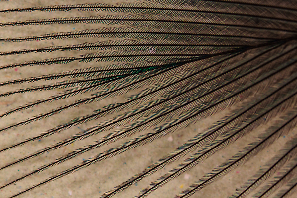 포토 JPG 해외이미지 유니폼 패턴 조류 사람없음 깃털 질감 섬유 깃털펜 암탉 해외포토 동물 옷 무늬 펜 직물 닭 암컷 파일형식 이미지허브