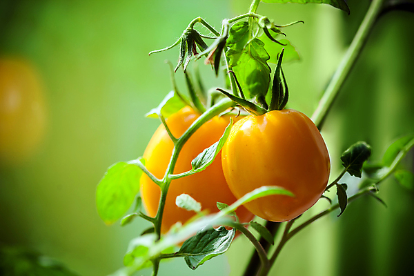 포토 JPG 해외이미지 식물 음식 백그라운드 잎 농업 다이어트 토마토 채소 오렌지 과일 재료 자연 건강 사람없음 빨간색 초록색 컬러풀 노란색 흰색 신선 체리 맛 유기농 날것 내추럴 숙성 채식주의자 맛있는 해외포토 웰빙 산업 컬러 컨셉 생태계 채식 파일형식 이미지허브