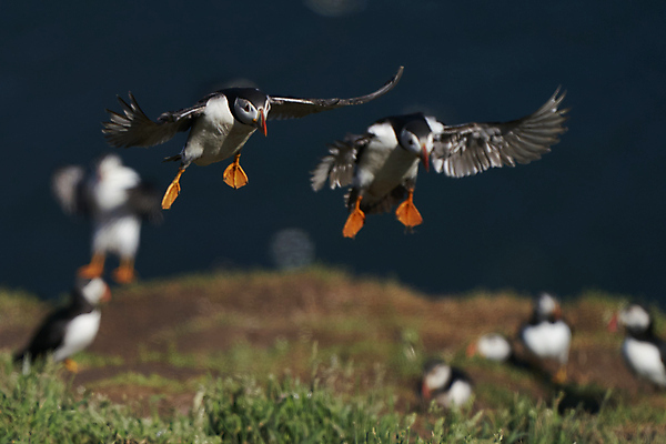 포토 JPG 해외이미지 동물 계절 야생동물 바다 섬 날개 오렌지 자연 조류 하늘 웨일즈 사람없음 야외 빨간색 파란색 컬러풀 노란색 검은색 흰색 오픈 땅 깃털 신호 부리 멸종 대서양 계산서 내추럴 동물상 왕국 착륙 펨브룩셔 해외포토 컬러 과일 영국 조형물 생태계 파일형식 이미지허브