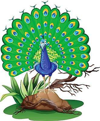 EPS 해외이미지 클립아트 동물 캐릭터 길 야생동물 백그라운드 일러스트 포유류 자연 조류 생물 미술 그래픽 컬러풀 흰색 공작 자르기 깃털 오브젝트 그림 클립 리빙 고립 이국적 해외일러스트 일러캐릭터 컬러 모션 문화예술 생태계 파일형식 벡터 이미지허브