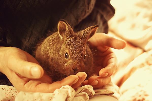 포토 JPG 해외이미지 동물 행복 야생동물 어린이 백그라운드 놀이 휴가 털 따뜻함 앉기 잔디 사람없음 야외 반려동물 컬러풀 농장 갈색 정원 봄 회색 아기 토끼 달콤 설치류 작음 모피 귀 솜털 해외포토 식물 계절 감정 컬러 농업 포유류 모션 사람 신체부위 맛 크기 파일형식 이미지허브