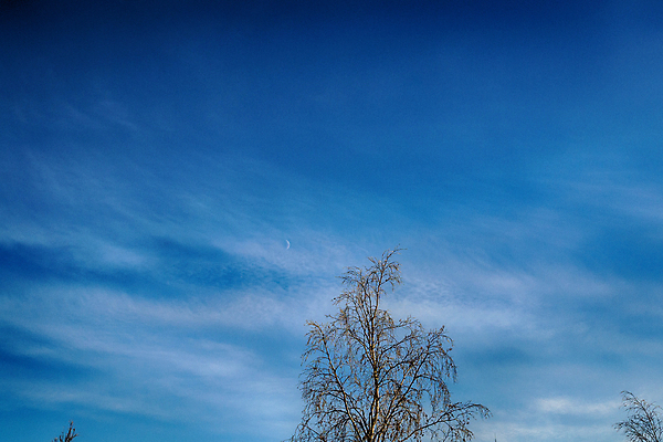 포토 JPG 해외이미지 나무 식물 계절 공원 실루엣 여행 백그라운드 겨울 자연 하늘 휴가 산 미술 사람없음 야외 목재 파란색 빛 컬러풀 우주 환경 검은색 추위 달 흰색 나뭇가지 야간 저녁 달빛 서리 전나무 내추럴 옛날 해외포토 자연요소 공공시설 컬러 재료 문화예술 촬영기법 생태계 파일형식 이미지허브