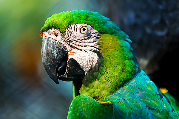 포토 JPG 해외이미지 동물 야생동물 백그라운드 날개 자연 조류 열대 함께함 동물원 앉기 사람없음 가로 빨간색 초록색 여름 파란색 컬러풀 뷰티 노란색 자유 나뭇가지 그룹 깃털 꼬리 부리 앵무새 새장 내추럴 강렬 동물상 마카오 이국적 해외포토 나무 계절 컬러 컨셉 모션 조형물 생태계 케이지 파일형식 이미지허브