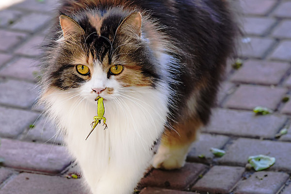 포토 JPG 해외이미지 동물 응시 백그라운드 이동 장난 모션 놀이 털 사람없음 고양이 가축 기쁨 분노 흰색 죽음 관찰 잡기 치아 쥐 먹이 공격 먹기 트로피 사냥 도마뱀 육식동물 사냥꾼 숨김 관심 뒤뜰 해외포토 직업 시선 감정 컬러 컨셉 포유류 파충류 반려동물 소화기관 설치류 상_우승 파일형식 이미지허브