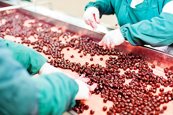 포토 JPG 해외이미지 손 공장 신체부위 냉동 기계 잡기 체리 제조 분류 식품공장 냉동식품 해외포토 음식 과일 공업 모션 사람 파일형식 이미지허브