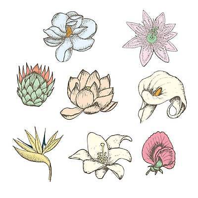 EPS 해외이미지 식물 손 디자인 꽃잎 꽃 컨셉 잎 꽃무늬 일러스트 자연 추상 연꽃 미술 장식 여름 세트 벚꽃 흰색 신선 개화 우아함 백합 수집 심볼 오브젝트 사인 그림 목련 내추럴 고립 엘리먼트 이국적 칼라꽃 해외일러스트 계절 컬러 무늬 문화예술 신체부위 생태계 파일형식 벡터 이미지허브