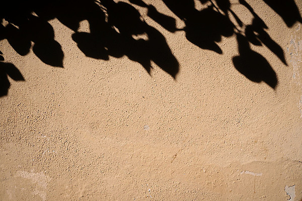 포토 JPG 해외이미지 나무 식물 디자인 실루엣 벽 백그라운드 잎 패턴 건축양식 자연 벽지 표면 추상 그림자 미술 사람없음 건물 장식 빛 햇빛 태양 반사 노란색 우주 환경 맑음 페인트 수확 그늘 질감 복고 시멘트 내추럴 석고 콘크리트 효과 해외포토 자연요소 건축물 건축 컬러 무늬 농업 날씨 문화예술 촬영기법 생태계 파일형식 이미지허브