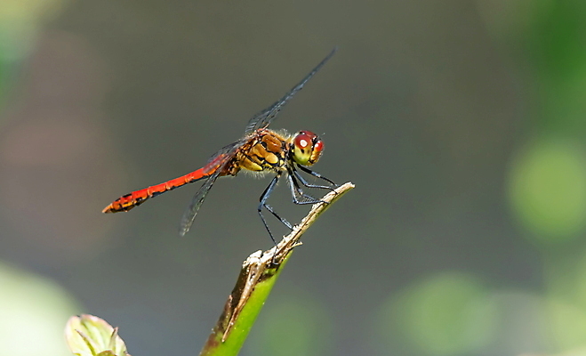 포토 JPG 해외이미지 식물 동물 계절 야생동물 나비 곤충 잎 꽃무늬 밭 날개 자연 휴식 앉기 사람없음 초록색 물 파란색 컬러풀 뷰티 머리 환경 맑음 활발 연못 벌레 잠자리 먹이 생물학 육식동물 동물상 생태학 엘리먼트 취급주의 해외포토 자연요소 교육 꽃 컬러 컨셉 무늬 농업 모션 날씨 경고 신체부위 조형물 생태계 파일형식 이미지허브