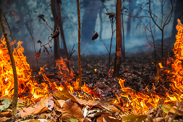 포토 JPG 해외이미지 나무 산 사람없음 야외 연기 숲 위험 산불 해외포토 식물 컨셉 화재 파일형식 이미지허브