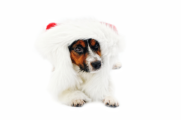 포토 JPG 해외이미지 동물 모자 크리스마스 겨울 휴가 새해 선물 사람없음 빨간색 반려동물 산타클로스 머리 귀여움 흰색 축하 개 강아지 작음 12월 모피 테리어 연도 사냥개 솜털 주둥이 캡모자 해외포토 모자_잡화 잡화 계절 기념일 컬러 컨셉 포유류 신체부위 날짜 크기 파일형식 이미지허브