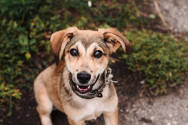 포토 JPG 해외이미지 동물 응시 야생동물 포유류 실내 초원 사람없음 반려동물 갈색 머리 검은색 개 강아지 큼 자르기 학대 사냥개 육식동물 잭 송곳니 혼자 해외포토 시선 컬러 모션 내부 신체부위 치아 크기 사회이슈 파일형식 이미지허브