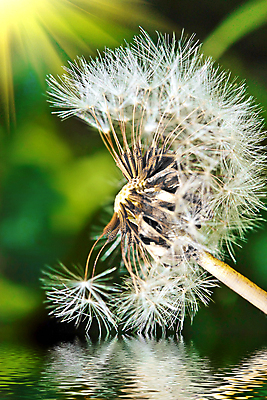포토 JPG 해외이미지 주간 근접촬영 사람없음 야외 아웃포커스 햇빛 민들레 민들레홀씨 해외포토 자연요소 꽃 뷰포인트 촬영기법 태양 파일형식 이미지허브